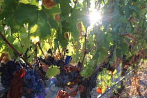 Read more about the article Exklusiv-Charter im Douro-Tal